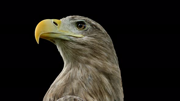 Mountain Eagle Close-up on a Black Background. Eagle Head. Predatory Bird