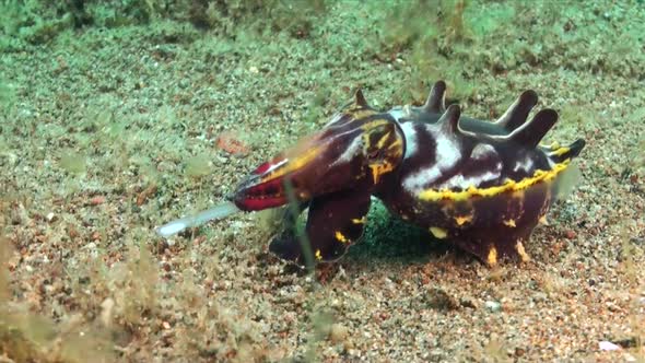 Slow motion of a flamboyant cuttlefish feeding on a philippine coral reef.