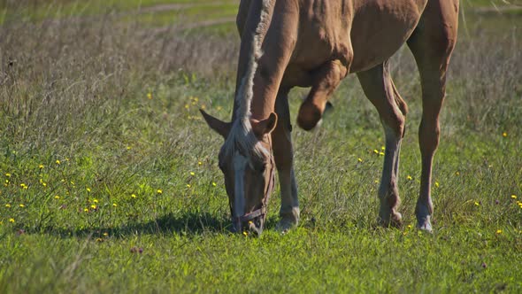 Horse Chewing Grass in the Beautiful Field