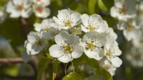 Spring Flowering Tree