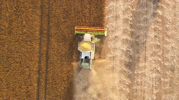 Aerial View of Combine Harvester Working During Harvesting Season on Large Ripe Wheat Field