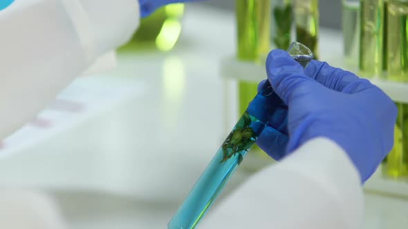 Scientist Comparing Two Test Tubes With Preserved Plants, Natural Extracts