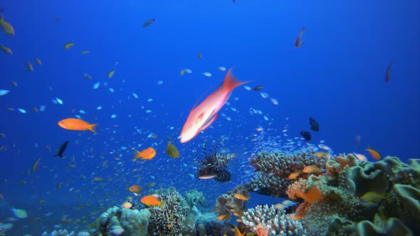 Tropical Coral Reef Marine Life Lionfish