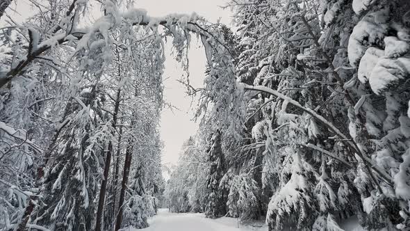 Drivers Point of View While Driving in a Snowy Forest