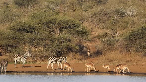 Zebras And Impala Antelopes - Kruger National Park