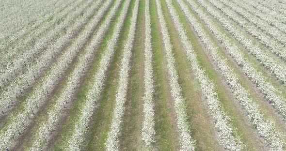 Aerial view of apple plantation. Flying over apple fruit trees.