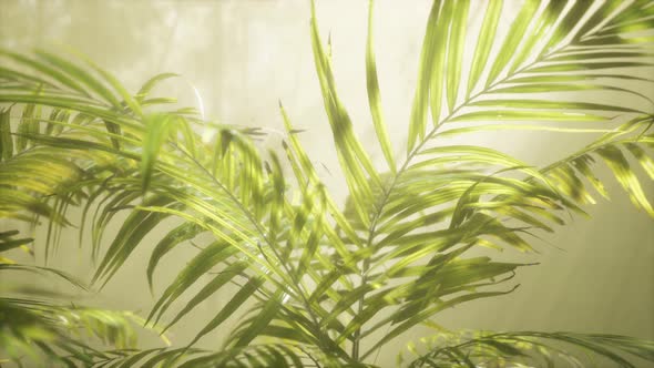 Bright Light Shining Through the Humid Misty Fog and Jungle Leaves