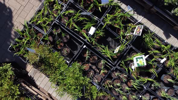 aerial view of garden shop. working people. potted plants