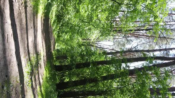 Vertical Video Aerial View Inside a Green Forest with Trees in Summer