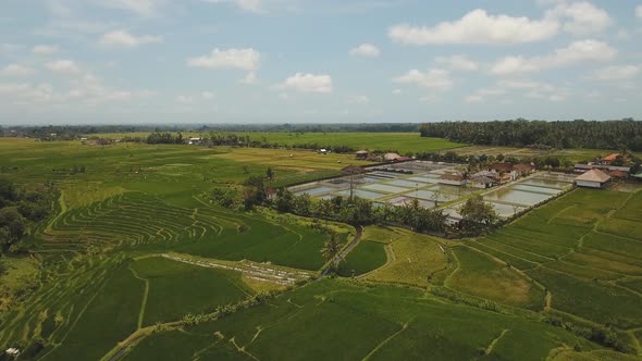 Terrace Rice Fields, Bali,Indonesia.