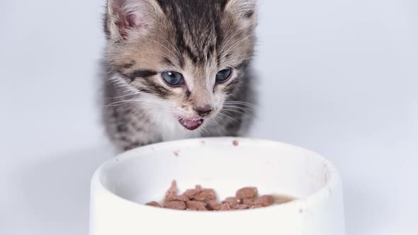 Close Up Striped Kitten Eats Fresh Canned Cat Food for Small Kittens