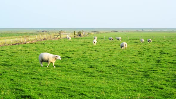 lamb walking over lamb walking over grassland