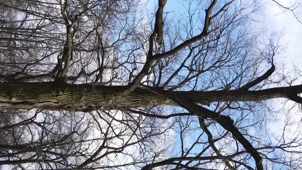 Vertical Video of the Forest with Trees Without Leaves