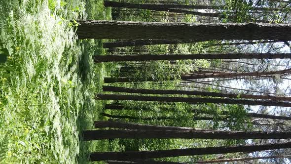 Vertical Video Aerial View Inside a Green Forest with Trees in Summer