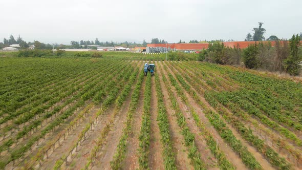 Dolly in aerial view of a blue grape harvester in a vineyard in the Maipo Valley, Chile.
