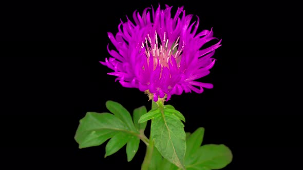 Time Lapse of Blossoms Purple Flower of Persian Cornflower Centaurea Dealbata