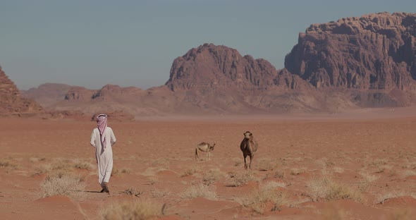 Arab bedouin man walks to his camels in the Wadi Rum desert in Jordan. 4K