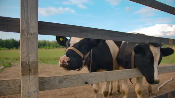 Cows Rubbing Heads with Fence