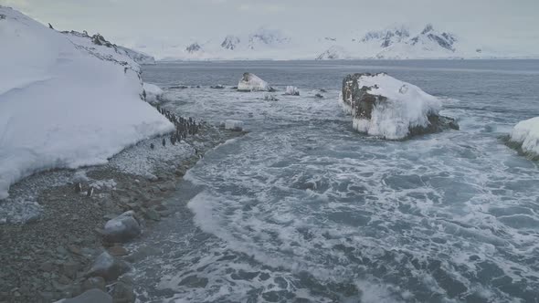 Arctic Gentoo Penguin Group Walk Shore Aerial View