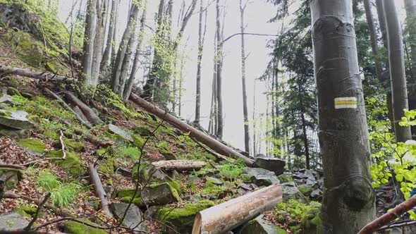 Broken Trees and hike in the woods