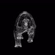 Plexus Bear black and white poly wireframe - VideoHive Item for Sale