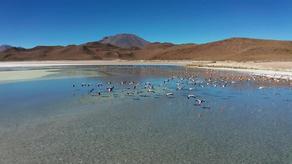 Aerial View of Pink Lake with Flamingo Bolivia Altiplano