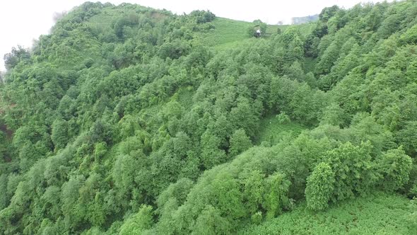 Green Fresh Tea Field in the Forest in India