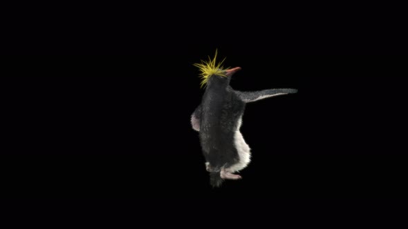 87 Penguin Samba Dancing 4K