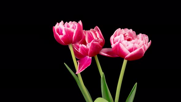 Timelapse of Pink White Peony Tulips Flowers Opening