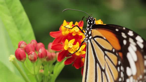 Butterfly And Flowers Macro