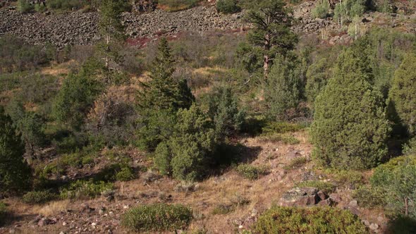 Slowly flying through forest up rocky hill