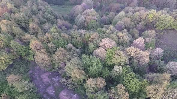 Aerial Forest and Valley