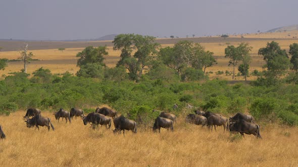 Wildebeests grazing in Masai Mara