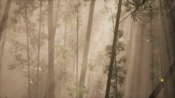 Asian Bamboo Forest with Morning Fog Weather