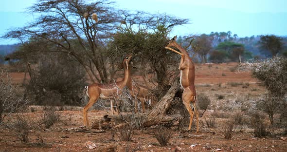 Gerenuk or Waller's Gazelle, litocranius walleri, Female standing on Hind Legs