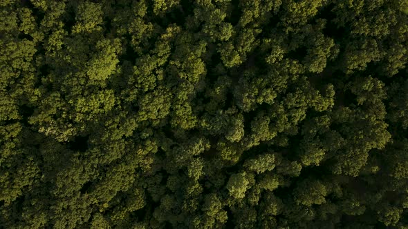 Aerial View of Amazon Tropical Rainforest Drone Footage From Above of Amazon Jungle