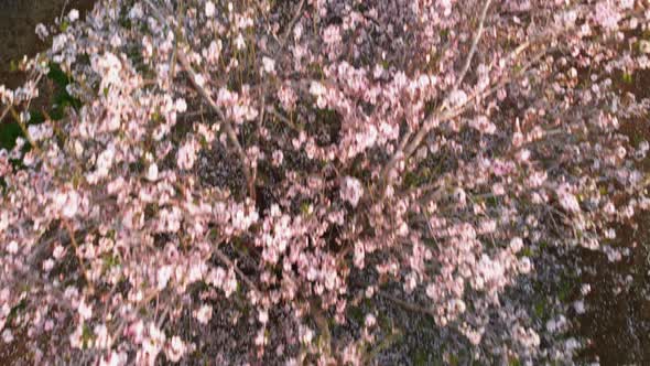 Scenic View of Almond Grove Blooming