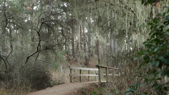 Path in Forest Wood or Grove