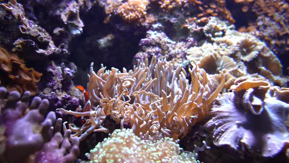 Two beautiful clownfish playing around in anemone around coral reef