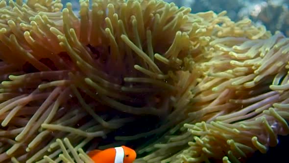 2 nemo fish (false clown fish) are guarding their home. swimming around and hiding in the anemone