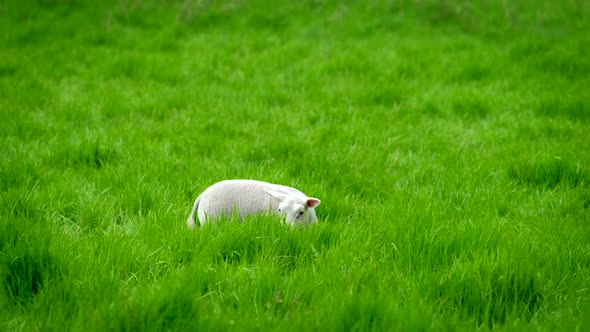 Sheep Lamb Grazing in Meadow