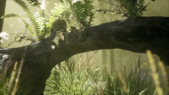 Horizontally Bending Tree Trunk with Ferns Growing, and Sunlight Shining