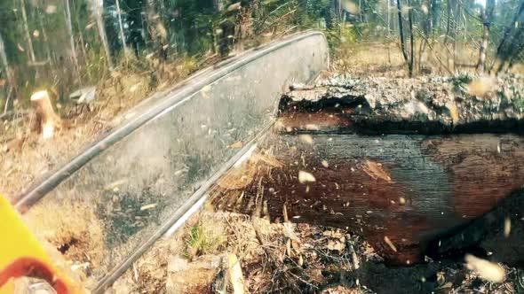 Fallen Tree Is Getting Cut with a Motorsaw Outdoors