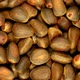 Nuts of a Siberian Pine - VideoHive Item for Sale