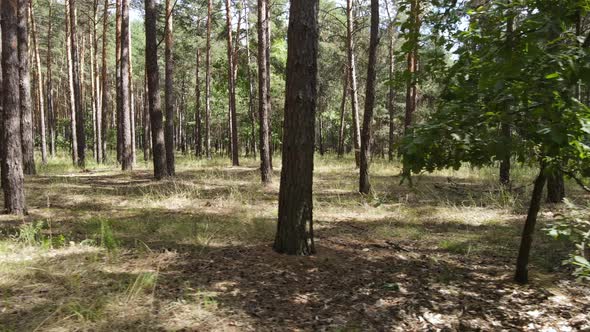 Landscape Inside the Forest with Pine Trees