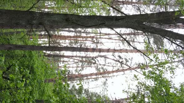 Vertical Video of a Forest with Pine Trees