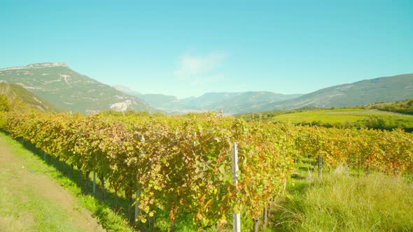 Rows of Grape Vines Grow on Plantation Against Mountains