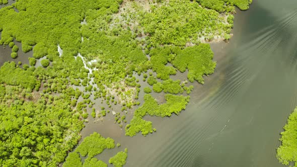 Aerial View of Mangrove Forest and River