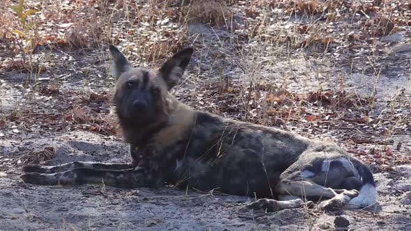 painted dog sniffs the air