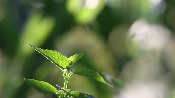 Growing Mint.